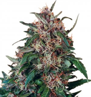 Семена Dutch Passion Seeds Hollands Hope (Обычные)
