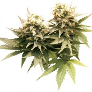 Семена Dutch Passion Seeds Masterkush (Феминизированные)