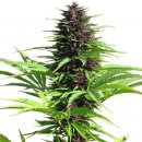 Dutch Passion Seeds Shaman (Обычные)