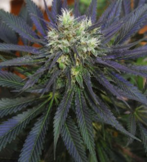 Семена Mandala Seeds Chill-OM (Обычные)