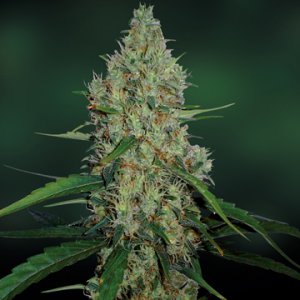 Семена Barney's Farm Seeds G13 Haze (Обычные)
