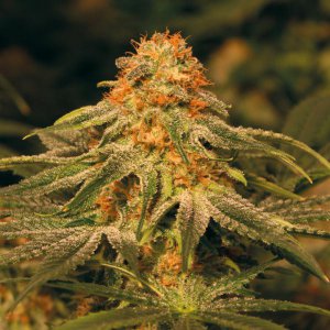 Семена Barney's Farm Seeds Vanilla Kush (Феминизированные)