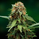 Barney's Farm Seeds Tangerine Dream (Феминизированные)