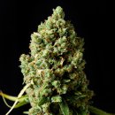 Barney's Farm Seeds Critical Kush (Феминизированные)