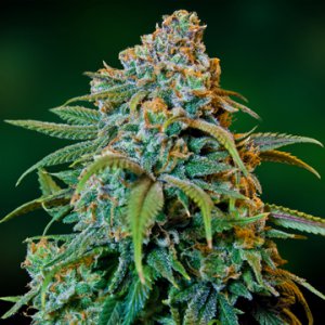 Семена Barney's Farm Seeds Liberty Haze (Феминизированные)