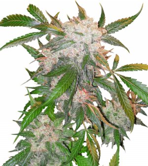 Семена Dutch Passion Seeds White Widow