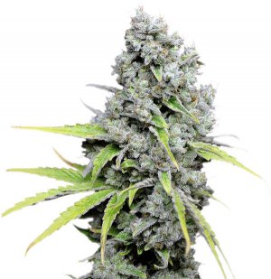 Семена Dutch Passion Seeds CBD SkunkHaze