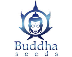 Buddha Seeds