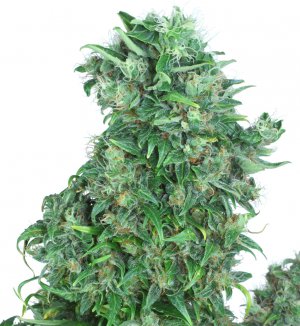 Семена Dutch Passion Seeds Think Different (Автоцветущие феминизированные)