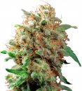 Dutch Passion Seeds Mazar (Обычные)
