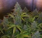 Doctor's Choice Lowryder #2 (Автоцветущие обычные)