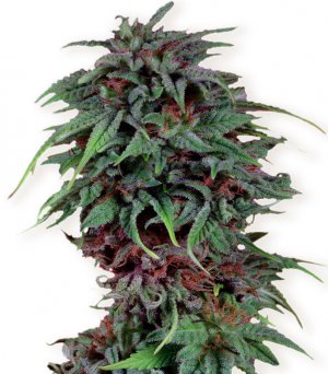 Семена Dutch Passion Seeds Durban Poison (Обычные)