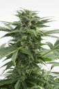 Dinafem Seeds Kush-N-Cheese (Автоцветущие феминизированные)