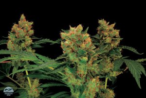 Семена Dinafem Seeds Blue Hash (Феминизированные)