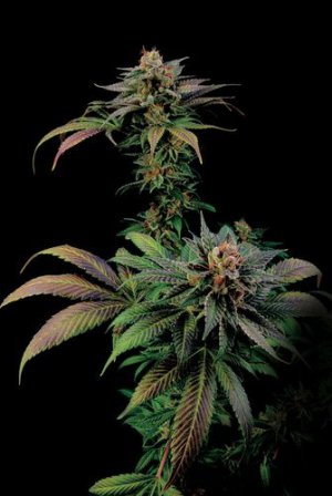 Семена Dinafem Seeds Blue Widow (Феминизированные)