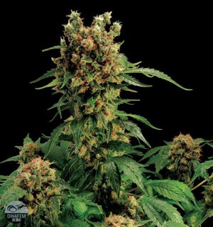Семена Dinafem Seeds California Hashplant (Феминизированные)