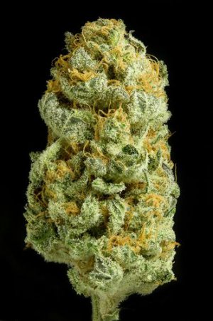 Семена Dinafem Seeds Critical Cheese