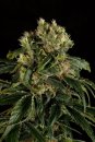 Dinafem Seeds Santa Sativa (Феминизированные)