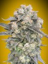 00 Seeds Auto Mimosa (Автоцветущие феминизированные)