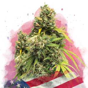 Семена Nirvana Seeds 5 Alive (Феминизированные)