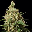 Barney's Farm Seeds Peppermint Kush (Феминизированные)