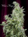 Mandala Seeds White Magic (Феминизированные)