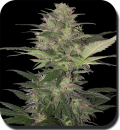 Buddha Seeds Red Dwarf (Автоцветущие феминизированные)