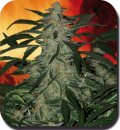 Buddha Seeds Deimos (Автоцветущие феминизированные)