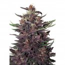Buddha Seeds Purple Kush (Автоцветущие феминизированные)