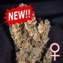 Lemon Sputnik <sup>®</sup> (Автоцветущие феминизированные)