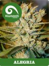 Alegria (Обычные)