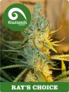 Kiwi Seeds Rays’s Choice (Феминизированные)