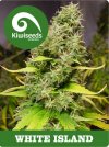 White Island (Обычные)