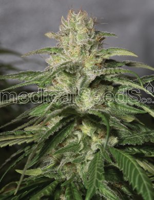 Семена Medical Seeds OG Kush CBD (Феминизированные)