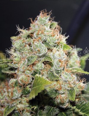 Семена Medical Seeds BCN Sour Diesel (Феминизированные)
