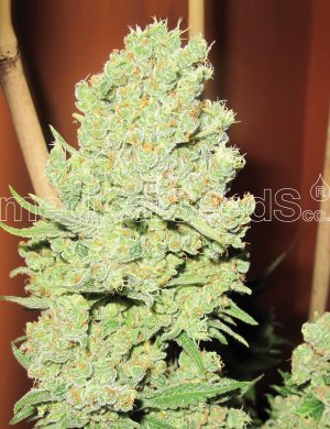 Семена Medical Seeds Channel + (Феминизированные)