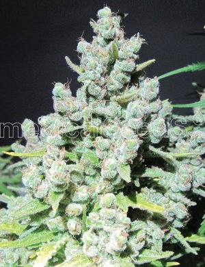 Семена Medical Seeds Malakoff (Феминизированные)