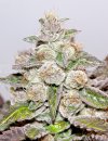 Mendocino Purple Kush (Феминизированные)