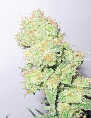 Семена Medical Seeds Y Griega CBD (Феминизированные)