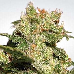 Семена Paradise Seeds Auto Jack (Автоцветущие феминизированные)