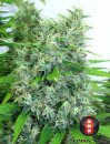 Serious Seeds Kali Mist (Обычные)