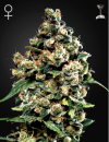 Green House Seed Co. Jack Herer (Феминизированные)