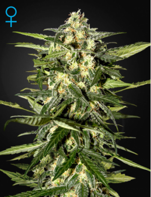 Семена Green House Seed Co. Jack Herer Auto (Автоцветущие феминизированные)