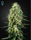 Green House Seed Co. Super Silver Haze CBD (Феминизированные)