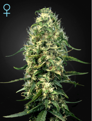 Семена Green House Seed Co. Super Silver Haze CBD