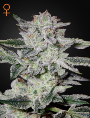 Семена Green House Seed Co. Sweet Valley Kush (Феминизированные)