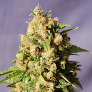 Семена Kannabia Seeds Kiss (Феминизированные)