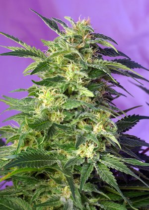 Семена Sweet Seeds Killer Kush Auto ® (Автоцветущие феминизированные)