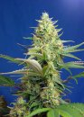 Sweet Seeds Sweet Pure Auto CBD ® (Автоцветущие феминизированные)