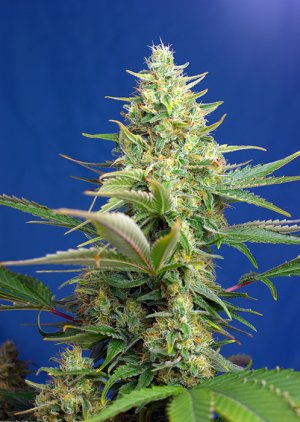 Семена Sweet Seeds Sweet Pure Auto CBD ® (Автоцветущие феминизированные)
